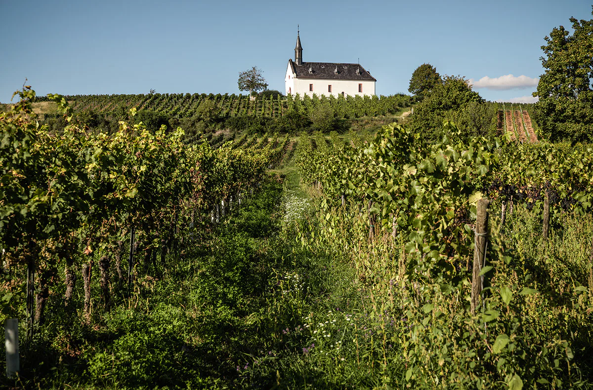 Weinbergwanderung mit Verkostung Worms - 3