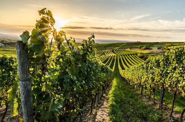 Weinreise Nebra für 2 (2 Nächte)