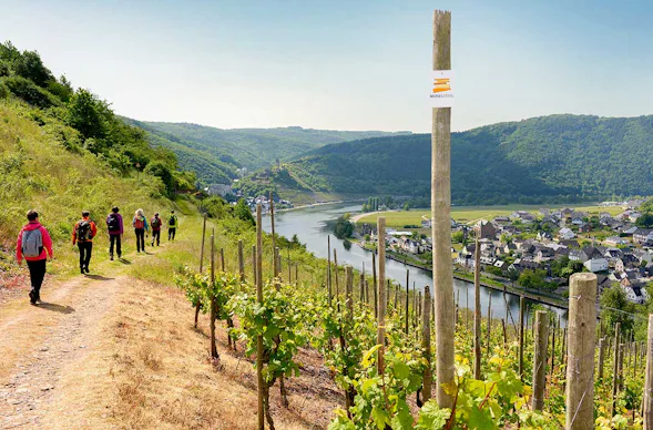 Weinwanderung Cochem