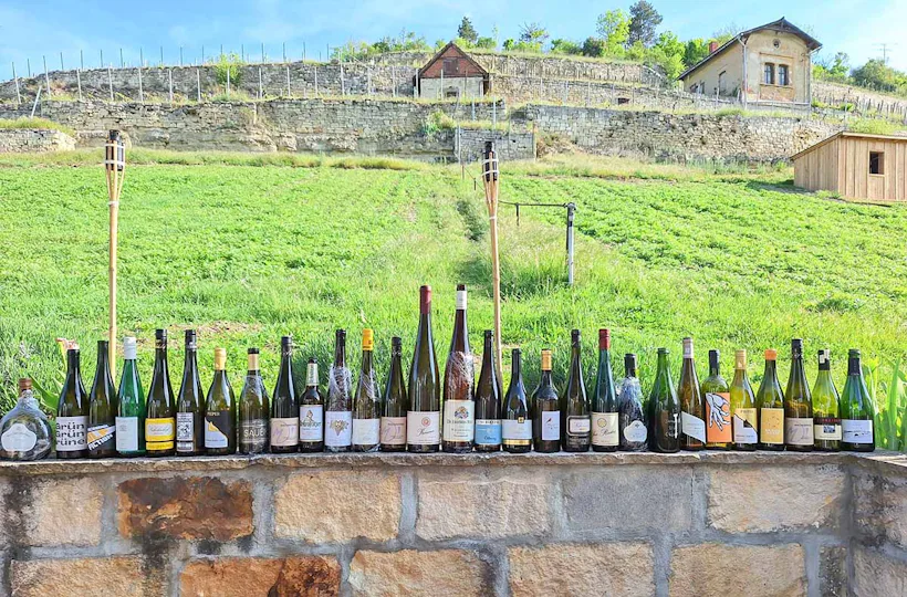 Weinwanderung Freyburg
