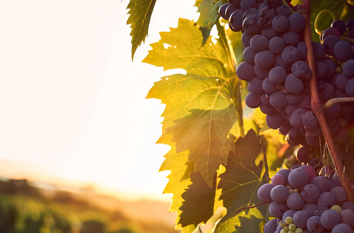 Kulinarische Genussreise mit Weinbegleitung Osthofen - 3