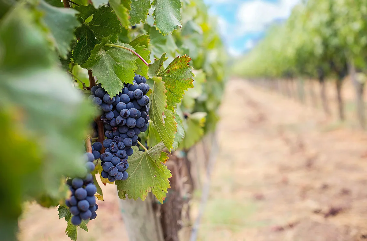 Kulinarische Genussreise mit Weinbegleitung Osthofen - 4